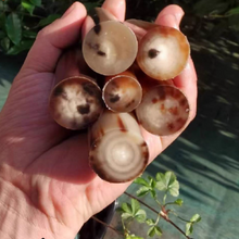 Carica l'immagine nel visualizzatore di Gallery, Length 6.0-8.0cm Varied Dia. 1.2-2.5cm Bufallo/Yak natural colourful horn solid rolls for pipemakers - NaturalMateriaStudio