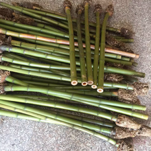 이미지를 갤러리 뷰어에 로드 , 샤쿠하치, 샤오, 플루트 제작용 뿌리 공이 있는 엄선된 프리미엄 마다케 대나무 장대 (29.5"-39.4"/75-100cm)