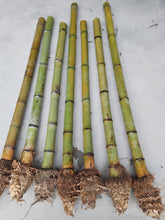 画像をギャラリービューアに読み込む, 選ばれたプレミアム真竹竹竿(29.5インチ〜39.4インチ/75〜100cm)根球付き、尺八、蕭、フルート製作用