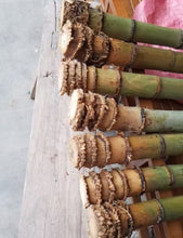画像をギャラリービューアに読み込む, 選ばれたプレミアム真竹竹竿(29.5インチ〜39.4インチ/75〜100cm)根球付き、尺八、蕭、フルート製作用