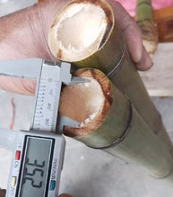 画像をギャラリービューアに読み込む, 選ばれたプレミアム真竹竹竿(29.5インチ〜39.4インチ/75〜100cm)根球付き、尺八、蕭、フルート製作用