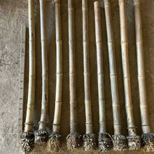Lade das Bild in den Galerie-Viewer, Hochwertiger, handgebogener Madake-Bambus (75–100 cm lang, 1,6–2,5 cm Innendurchmesser) mit Wurzelballen für den Bau von Shakuhachi und Flöten.