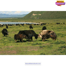 Load image into Gallery viewer, Natural Tibetan Yak Horn Tips L (14cm/5.5 Inches) for artisans/massage services,