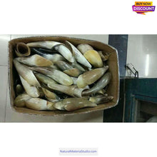 Load image into Gallery viewer, Natural Tibetan Yak Horn Tips L (14cm/5.5 Inches) for artisans/massage services,