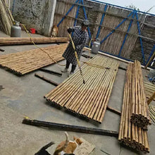 Ladda upp bild till gallerivisning, Premium Selected Tonkin Bamboo Poles/Culms (L150cm & 170cm, Dia. 5-6cm) for Bamboo Fly Rod and Bamboo Bicycle Crafting NaturalMateriaStudio