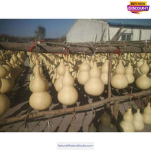 이미지를 갤러리 뷰어에 로드 , Double Bulbous Large Bottle Gourds 11.8"-19.7"(30-50CM) High dry & clean Wholesale amounts-NaturalMateriaStudio-NaturalMateriaStudio