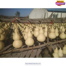 Load image into Gallery viewer, Double Bulbous Large Bottle Gourds 11.8"-19.7"(30-50CM) High dry & clean Wholesale amounts-NaturalMateriaStudio-NaturalMateriaStudio