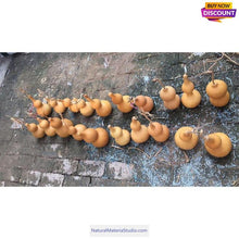 이미지를 갤러리 뷰어에 로드 , Double Bulbous Medium Bottle Gourds 5.9"-11.8"(15-30CM) High dry & clean Wholesale amounts-NaturalMateriaStudio-NaturalMateriaStudio
