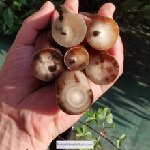 Ladda upp bild till gallerivisning, Length 6.0-8.0cm Varied Dia. 1.2-2.5cm Bufallo/Yak natural colourful horn solid rolls for pipemakers-NaturalMateriaStudio-NaturalMateriaStudio