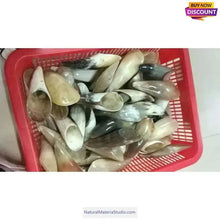 Cargar imagen en el visor de la galería, Natural Tibetan Yak Horn Tips L (14cm/5.5 Inches) for artisans/massage services,-NaturalMateriaStudio-NaturalMateriaStudio