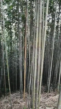 Carica e avvia il video nel visualizzatore di galleria, Lunghezza 150cm/59" Diametro 1.0-6.0cm pali di bambù Tonkin per realizzare canne da pesca in bambù/bicicletta e flauto/mobilio a vento bastoni da passeggio/escursionismo