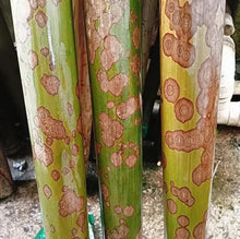 Afbeelding in Gallery-weergave laden, Dia.4-5cm L35-40cm zonder knopen gevlekte bamboestengel voor bamboe waaierlaag en maatwerk