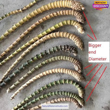 Load image into Gallery viewer, Selected Best Curve Narrow knuckles Bamboo root for pipemaker craftsman-NaturalMateriaStudio-NaturalMateriaStudio