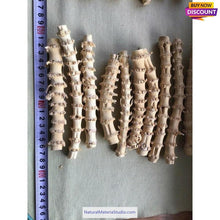 Cargar imagen en el visor de la galería, Selected L3"-6"(8-20cm)Dia.0.35"-0.5"(0.8-1.8cm) Professional Narrow Knuckles Bamboo for Pipe Makers-NaturalMateriaStudio-NaturalMateriaStudio