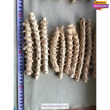 Cargar imagen en el visor de la galería, Selected L3"-6"(8-20cm)Dia.0.35"-0.5"(0.8-1.8cm) Professional Narrow Knuckles Bamboo for Pipe Makers-NaturalMateriaStudio-NaturalMateriaStudio