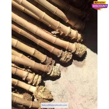 Cargar imagen en el visor de la galería, Selected Premium Madake Bamboo Poles (L29.5"-39.4"/75-100cm) ID 1.6-3.7cm with Root Ball for Shakuhachi, Xiao, and Flute Making-NaturalMateriaStudio-NaturalMateriaStudio