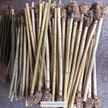 Cargar imagen en el visor de la galería, Selected Premium Madake Bamboo Poles (L29.5"-39.4"/75-100cm) ID 1.6-3.7cm with Root Ball for Shakuhachi, Xiao, and Flute Making-NaturalMateriaStudio-NaturalMateriaStudio