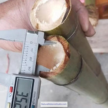 Carica l'immagine nel visualizzatore di Gallery, Selected Premium Madake Bamboo Poles (L29.5"-39.4"/75-100cm) ID 1.6-3.7cm with Root Ball for Shakuhachi, Xiao, and Flute Making-NaturalMateriaStudio-NaturalMateriaStudio