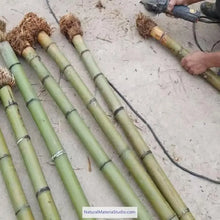 Carica l'immagine nel visualizzatore di Gallery, Selected Premium Madake Bamboo Poles (L29.5"-39.4"/75-100cm) ID 1.6-3.7cm with Root Ball for Shakuhachi, Xiao, and Flute Making-NaturalMateriaStudio-NaturalMateriaStudio