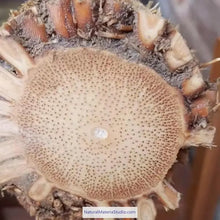 Carica l'immagine nel visualizzatore di Gallery, Selected Premium Madake Bamboo Poles (L29.5"-39.4"/75-100cm) ID 1.6-3.7cm with Root Ball for Shakuhachi, Xiao, and Flute Making-NaturalMateriaStudio-NaturalMateriaStudio