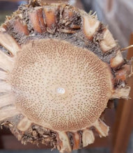 画像をギャラリービューアに読み込む, 選ばれたプレミアム真竹竹竿（29.5インチ〜39.4インチ／75〜100cm）根球付き、尺八、蕭、フルート製作用
