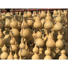 Carica l&#39;immagine nel visualizzatore di Gallery, Double Bulbous Large Bottle Gourds 11.8&quot;-19.7&quot;(30-50CM) High dry &amp; clean Wholesale amounts
