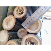 이미지를 갤러리 뷰어에 로드 , Premium Length Tonkin Bamboo Poles/Culms (150cm &amp; 170cm, Dia. 5-6cm) for Bamboo Fly Rod and bamboo bicycle Crafting

