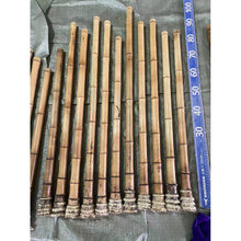 이미지를 갤러리 뷰어에 로드 , Premium hand-straightened L29&quot;-39&quot;(75-100 cm)Madake Bamboo with Root Ball for Shakuhachi and Flute Making
