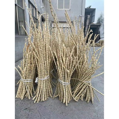Rare & Precious Bamboo Root Sticks L(60-100cm / 23.6-39.4