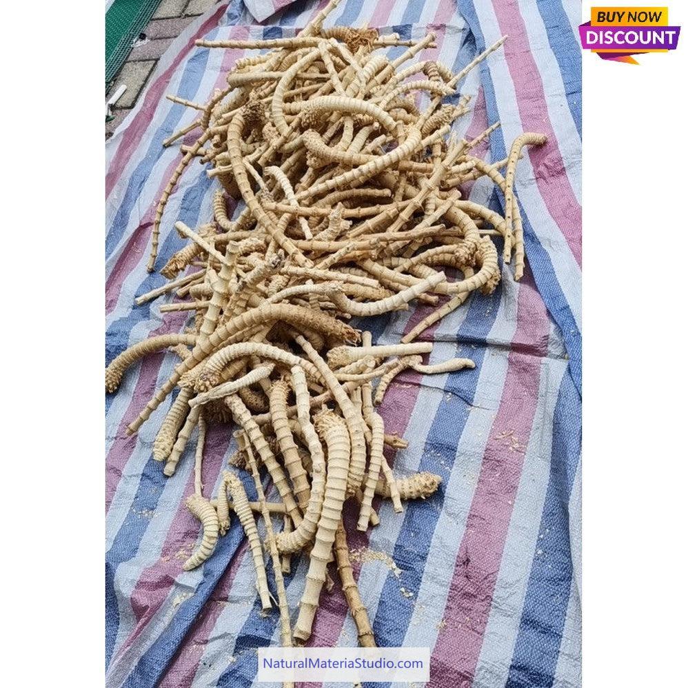 Selected Best Curve Narrow knuckles Bamboo root for pipemaker craftsman