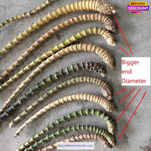 Cargar imagen en el visor de la galería, Selected Best Curve Narrow knuckles Bamboo root for pipemaker craftsman
