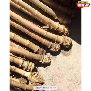 Selected Premium Madake Bamboo Poles (29.5"-39.4"/75-100cm) with Root Ball for Shakuhachi, Xiao, and Flute Making