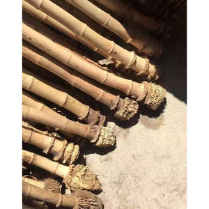 Selected Premium Madake Bamboo Poles (29.5"-39.4"/75-100cm) with Root Ball for Shakuhachi, Xiao, and Flute Making - Wholesale