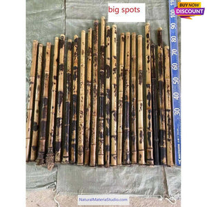 Selected Spotted Madake Bamboo Poles (L29.5"-39.4"/75-100cm) with Root Ball for Shakuhachi flute Making