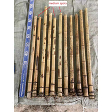 Cargar imagen en el visor de la galería, Selected Varied Spots Size Premium Length Madake Bamboo Poles (29.5&quot;-39.4&quot;/75-100cm) with Root Ball for Shakuhachi, Xiao, and Flute Making
