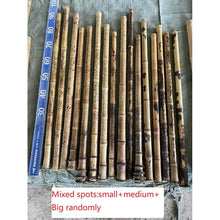 Lade das Bild in den Galerie-Viewer, Selected Varied Spots Size Premium Length Madake Bamboo Poles (29.5&quot;-39.4&quot;/75-100cm) with Root Ball for Shakuhachi, Xiao, and Flute Making
