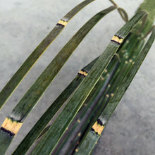Load image into Gallery viewer, Unique offer Length 2.0-6.0Meter thicker Handmade Green Bamboo Strips with bamboo skin for Versatile Crafting and Building&amp;Kite and other handicraft making
