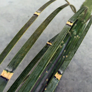 Unique offer Length 2.0-6.0Meter thicker Handmade Green Bamboo Strips with bamboo skin for Versatile Crafting and Building&Kite and other handicraft making