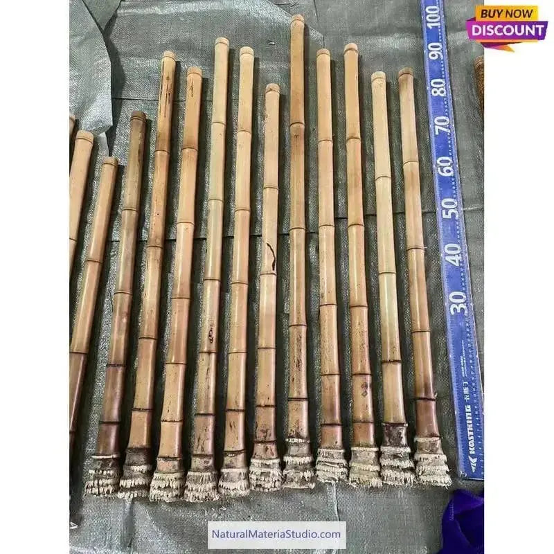 Hochwertiger, handgebogener Madake-Bambus (75–100 cm lang, 1,6–2,5 cm Innendurchmesser) mit Wurzelballen für den Bau von Shakuhachi und Flöten