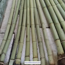 Ladda upp bild till gallerivisning, Selected Premium Madake Bamboo Poles (L29.5"-39.4"/75-100cm) ID 1.6-3.7cm with Root Ball for Shakuhachi, Xiao, and Flute Making-NaturalMateriaStudio-NaturalMateriaStudio
