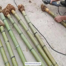 Ladda upp bild till gallerivisning, Selected Premium Madake Bamboo Poles (L29.5"-39.4"/75-100cm) ID 1.6-3.7cm with Root Ball for Shakuhachi, Xiao, and Flute Making-NaturalMateriaStudio-NaturalMateriaStudio
