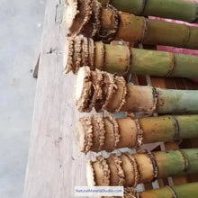 Ladda upp bild till gallerivisning, Selected Premium Madake Bamboo Poles (L29.5"-39.4"/75-100cm) ID 1.6-3.7cm with Root Ball for Shakuhachi, Xiao, and Flute Making-NaturalMateriaStudio-NaturalMateriaStudio
