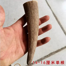 Load image into Gallery viewer, Raw Unpolished Tibet Yak L9.0-25cm Dia.1.8-3.5cm White&amp;Colorful Solid Horn Tips for Crafting NaturalMateriaStudio
