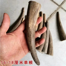 Load image into Gallery viewer, Raw Unpolished Tibet Yak L9.0-25cm Dia.1.8-3.5cm White&amp;Colorful Solid Horn Tips for Crafting NaturalMateriaStudio
