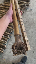 Carica e avvia il video nel visualizzatore di galleria, Selected Spotted Madake Bamboo Poles (L29.5&quot;-39.4&quot;/75-100cm) with Root Ball for Shakuhachi flute Making
