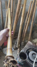 Indlæs og afspil video i gallerivisning Premium hand-straightened L29&quot;-39&quot;(75-100 cm)Madake Bamboo with Root Ball for Shakuhachi and Flute Making
