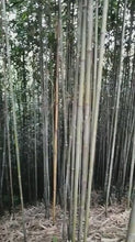 Cargar y reproducir el video en el visor de la galería, Length 150cm/59&quot; Dia.1.0-5.0cm Tonkin bamboo poles for making bamboo fly rod/bicycle and flute/wind chime walking/Hiking sticks
