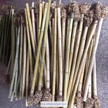 Cargar imagen en el visor de la galería, Selected Premium Madake Bamboo Poles (L29.5"-39.4"/75-100cm) ID 1.6-3.7cm with Root Ball for Shakuhachi, Xiao, and Flute Making-NaturalMateriaStudio-NaturalMateriaStudio

