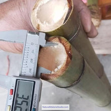 Cargar imagen en el visor de la galería, Selected Premium Madake Bamboo Poles (L29.5"-39.4"/75-100cm) ID 1.6-3.7cm with Root Ball for Shakuhachi, Xiao, and Flute Making-NaturalMateriaStudio-NaturalMateriaStudio
